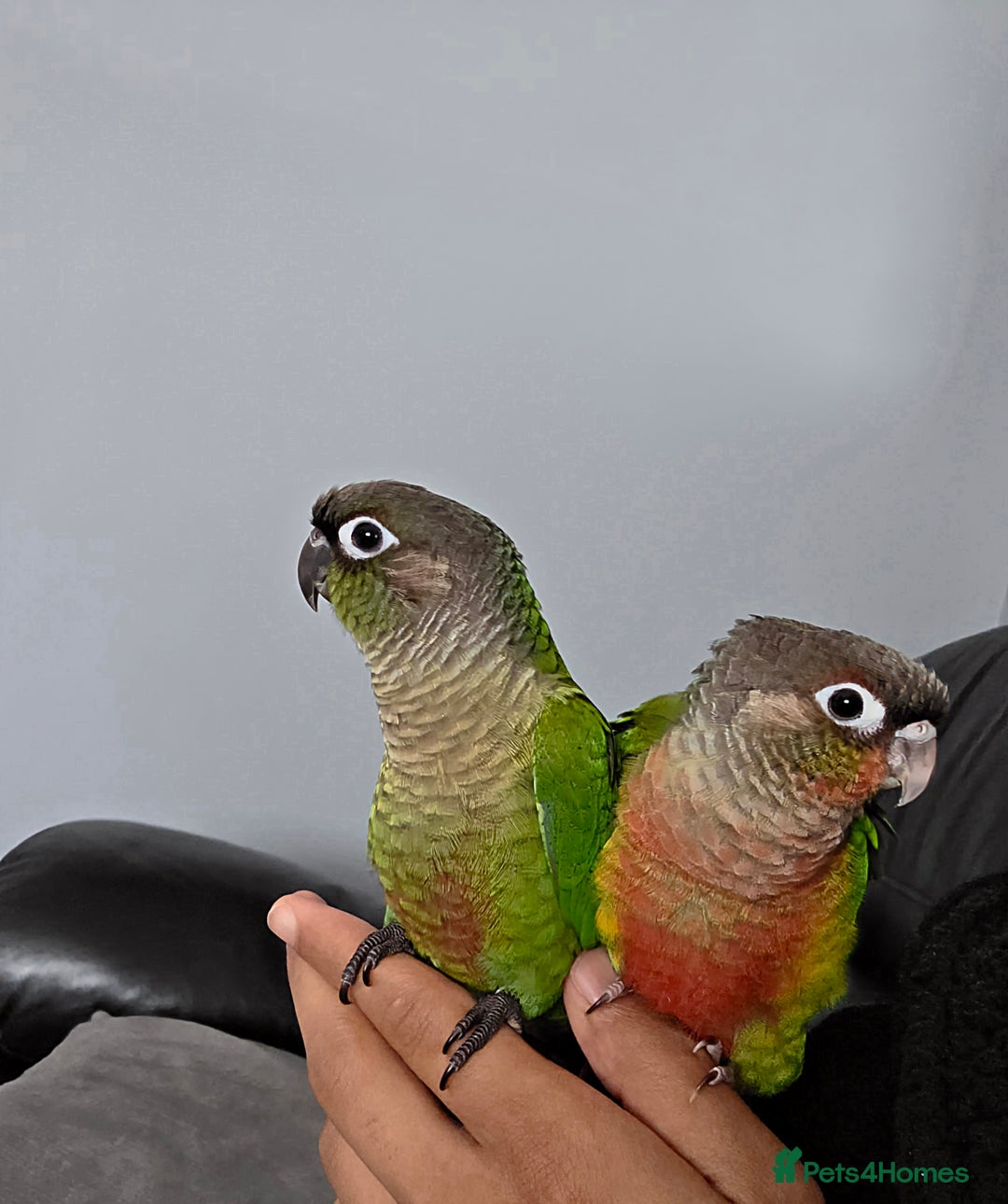 Conures birds for sale: Handreared Tame Baby Conures  - Image 8