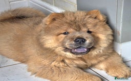 Chow Chow dogs for sale: Chow chow puppies  - Image 33