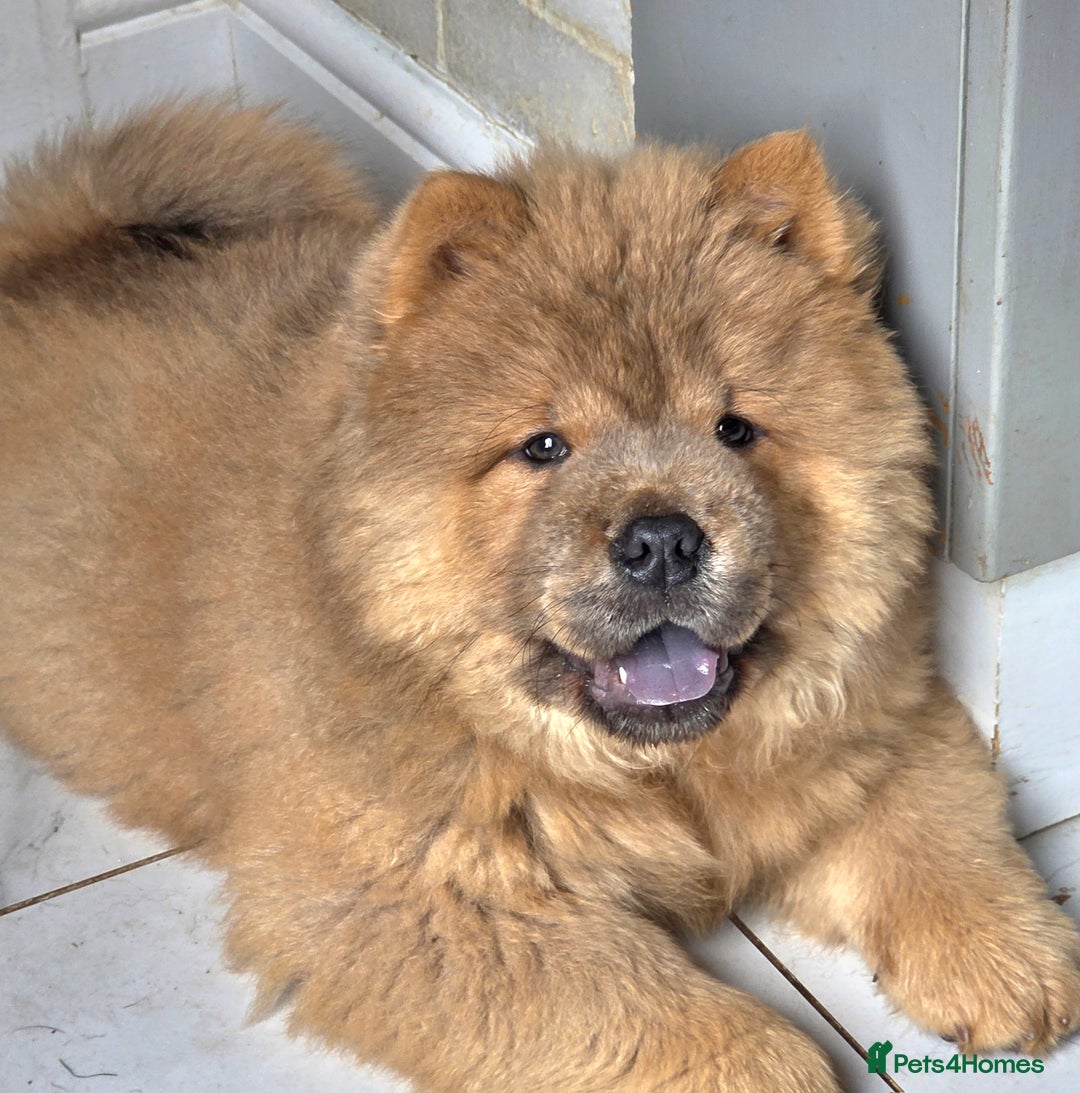 Chow Chow dogs for sale: Chow chow puppies  - Image 33