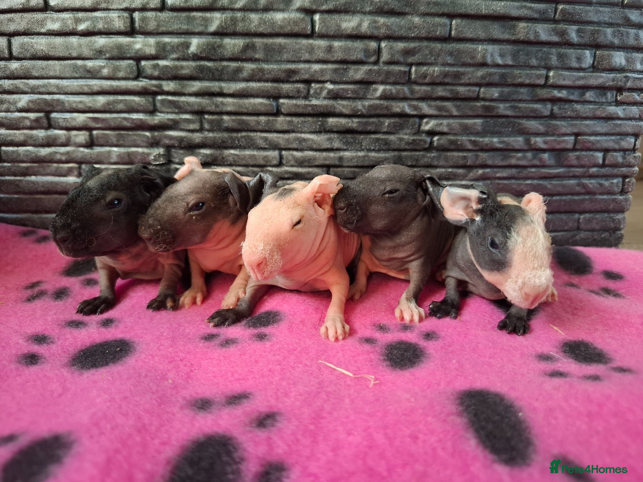 Guinea Pig rodents Purebred skinny pigs- Avaiable now - Advert 6