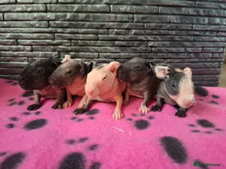 Guinea Pig rodents Purebred skinny pigs- Avaiable now - Advert 2