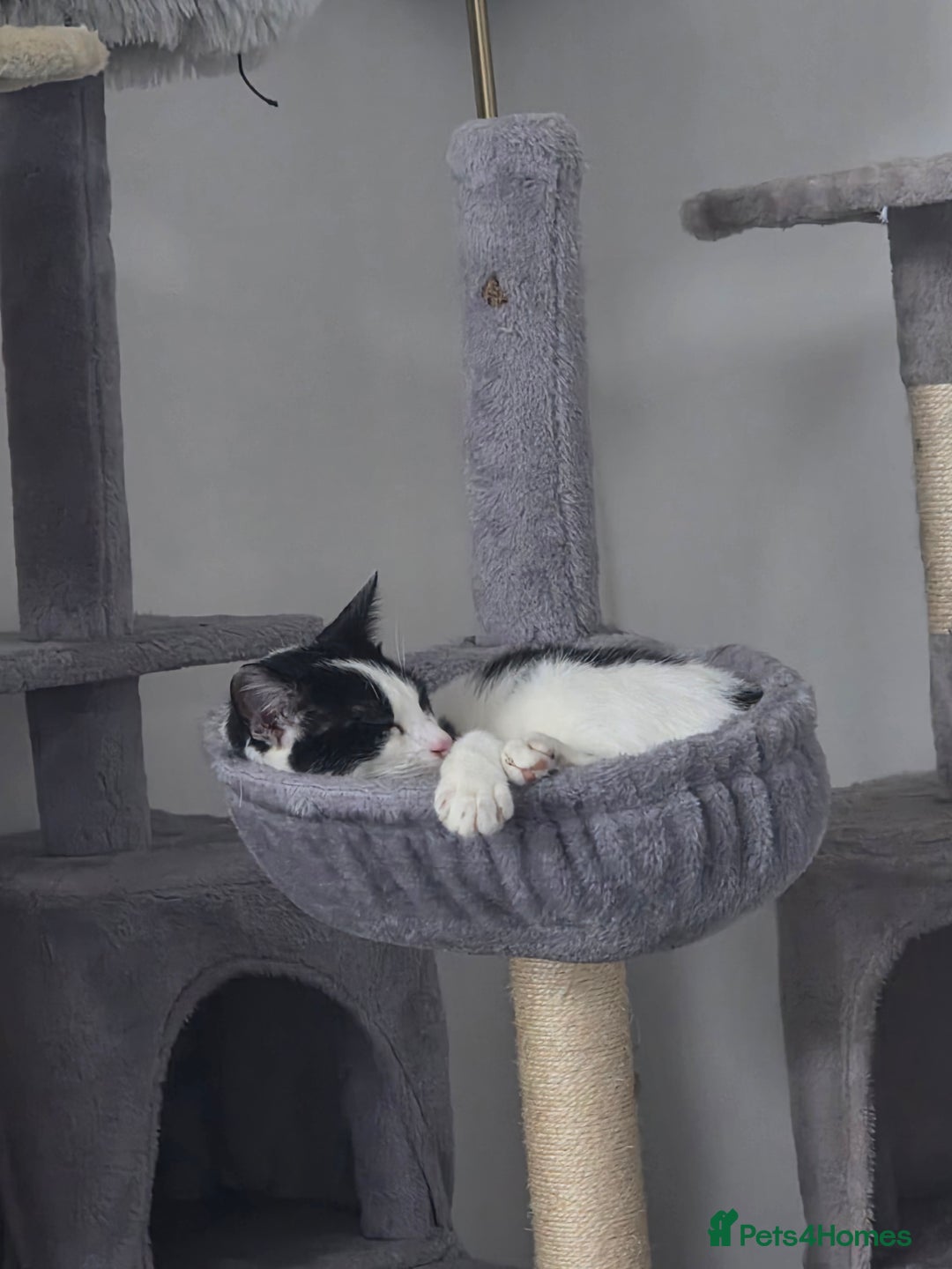 Mixed Breed cats for sale: Smudge looking for family home  - Advert 6