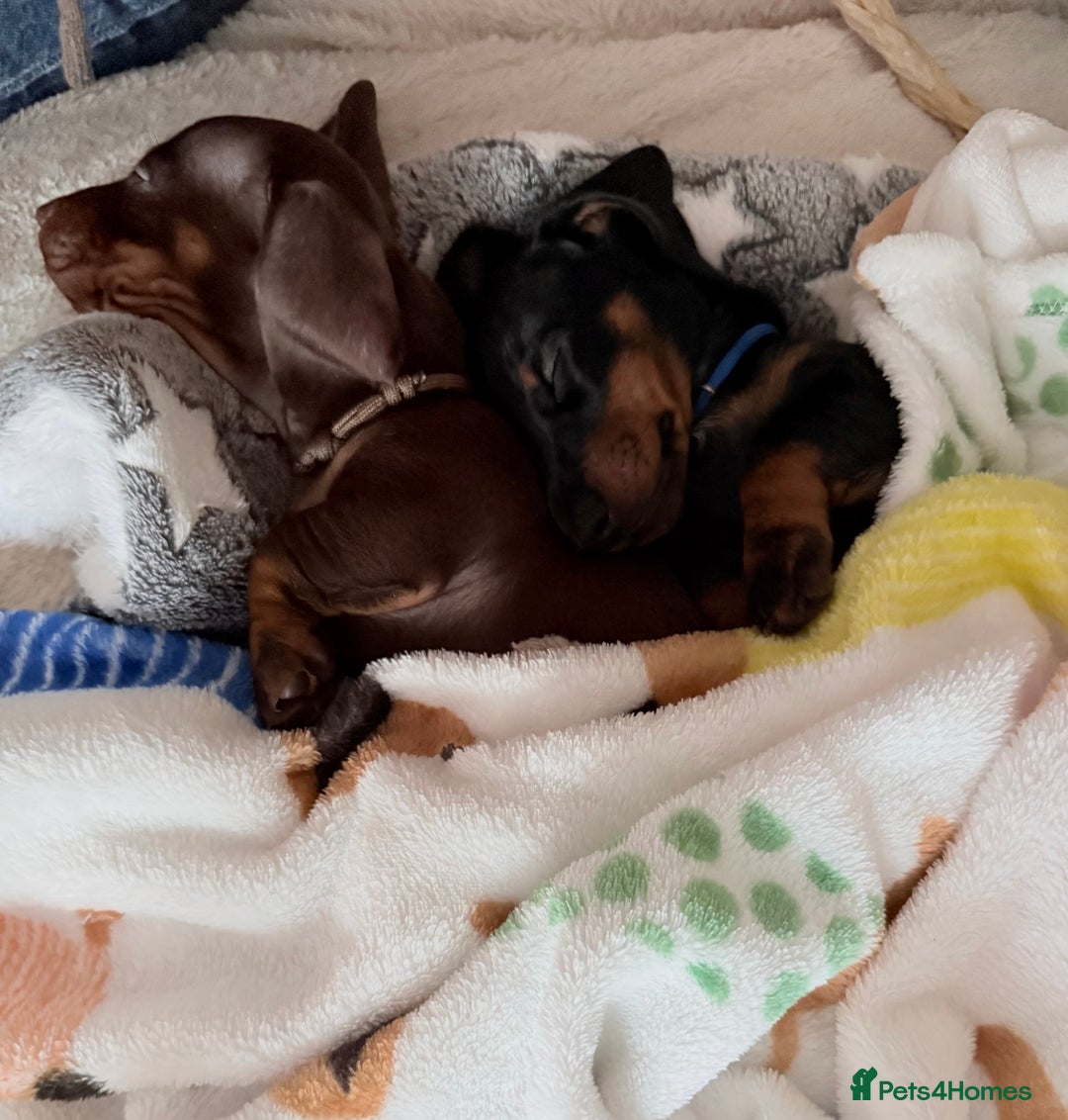 Miniature Dachshund dogs for sale: 2 x Dachshund Minis - Males - Advert 4