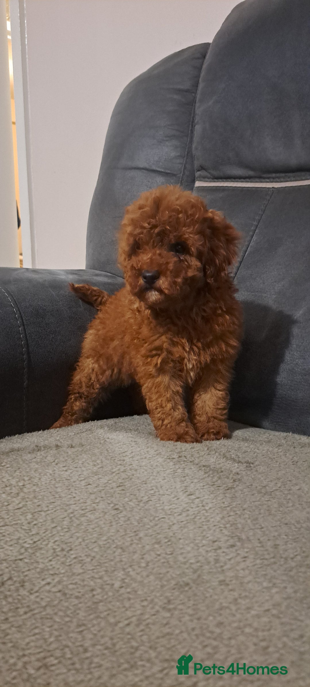 Toy Poodle dogs for sale: Toy poodle - Advert 7
