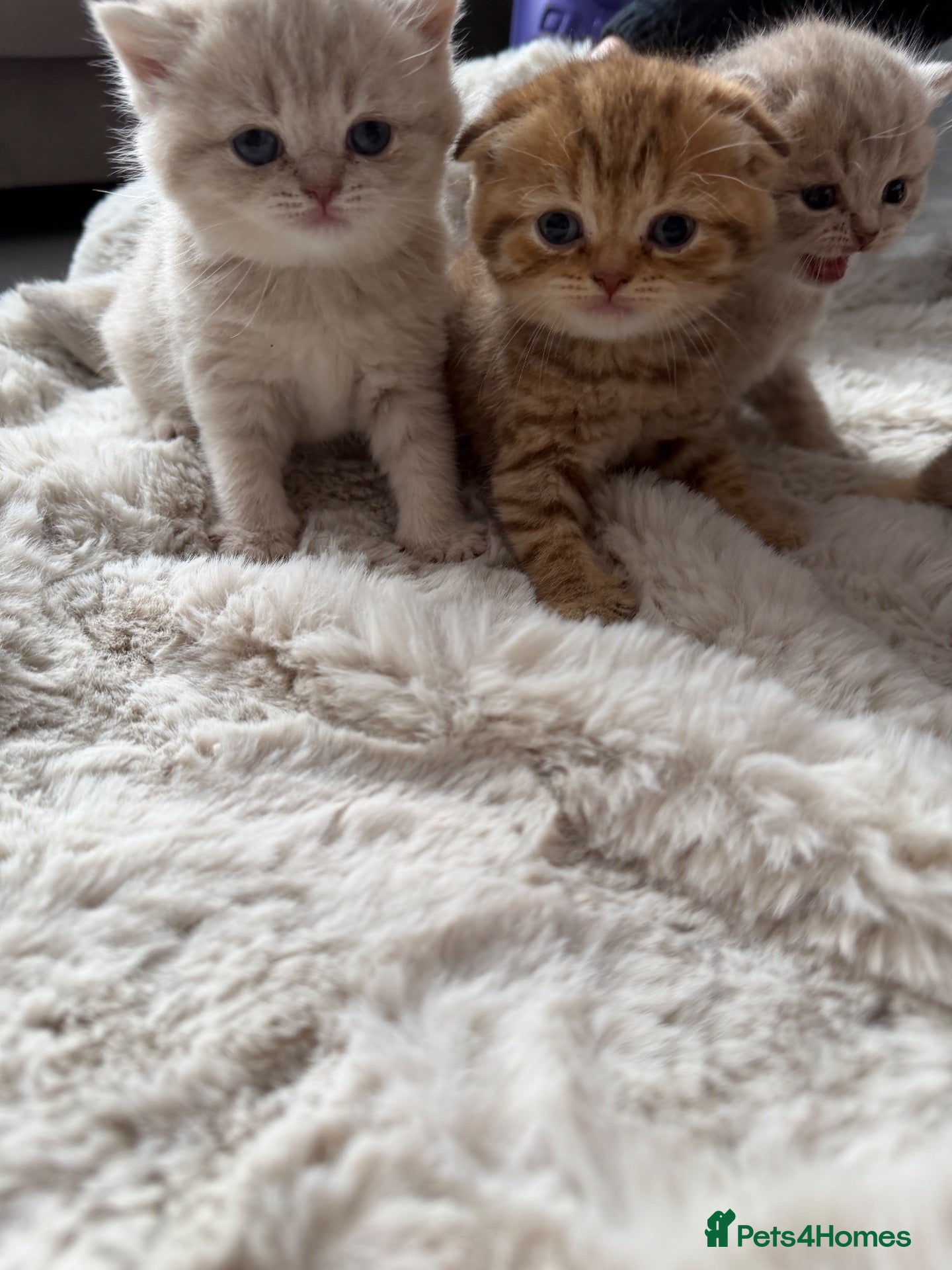 Scottish Fold cats Exceptional litter of Scottish fold/ straight😍😍 - Advert 2