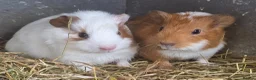 Guinea Pig rodents for sale: Gorgeous baby guinea pigs  - Advert 7