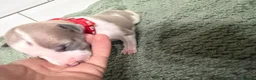 Whippet dogs for sale: litter of 8 pups 5x boys 3x bitches  - Advert 17