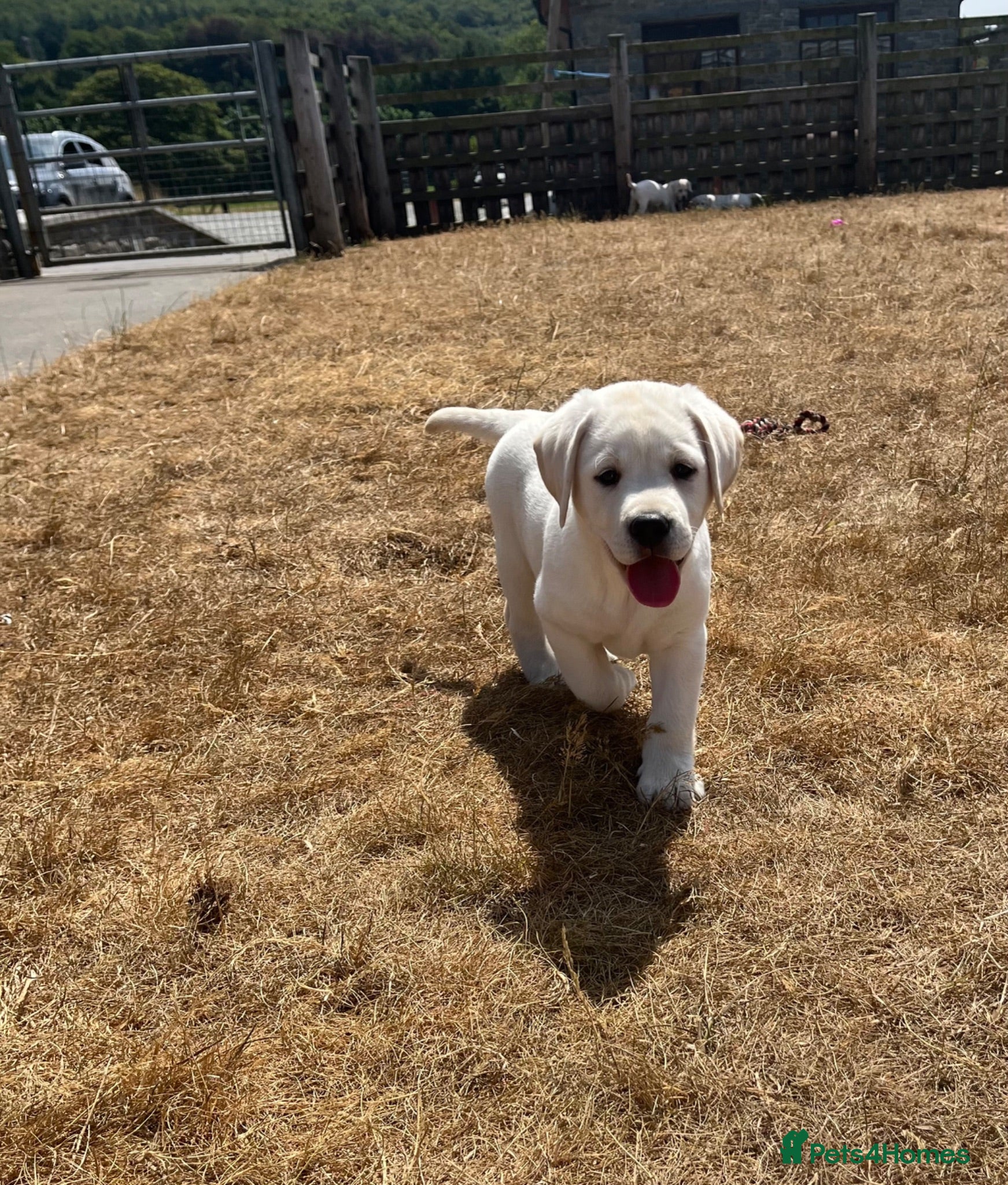 Labrador Retriever dogs Chunky Health tested KC reg white Labrador 🐶  - Advert 1