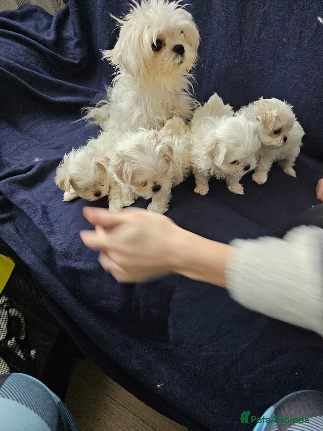 Maltese dogs for sale: Mini Maltese  - Advert 12