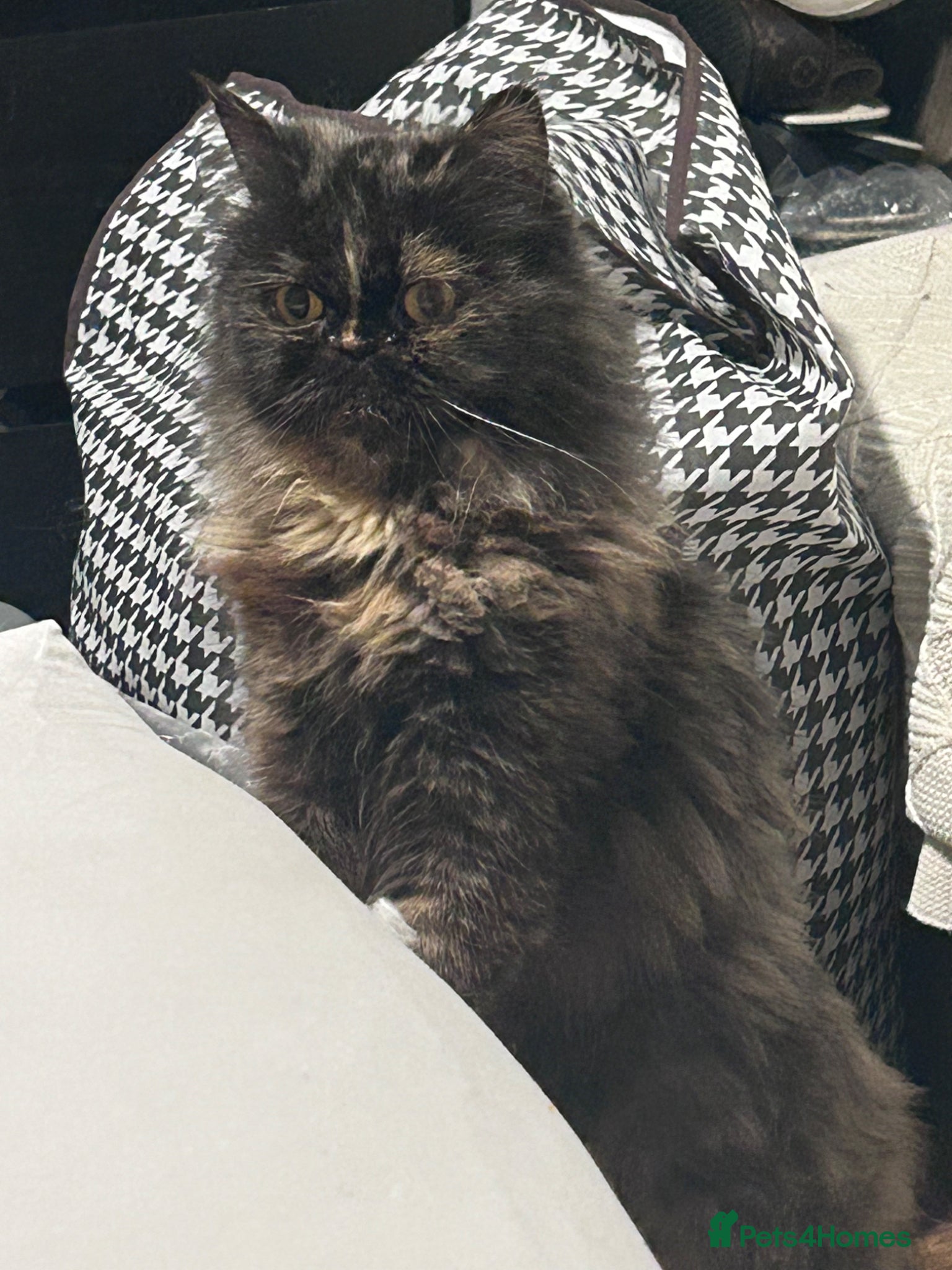 Persian cats Beautiful female ginger Persian kittens - Advert 14