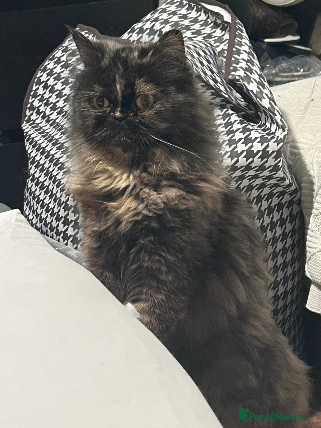 Persian cats for sale: Beautiful female ginger Persian kittens - Advert 1