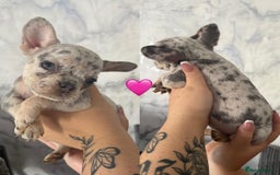 French Bulldog dogs for sale: French bulldog puppies  - Image 10