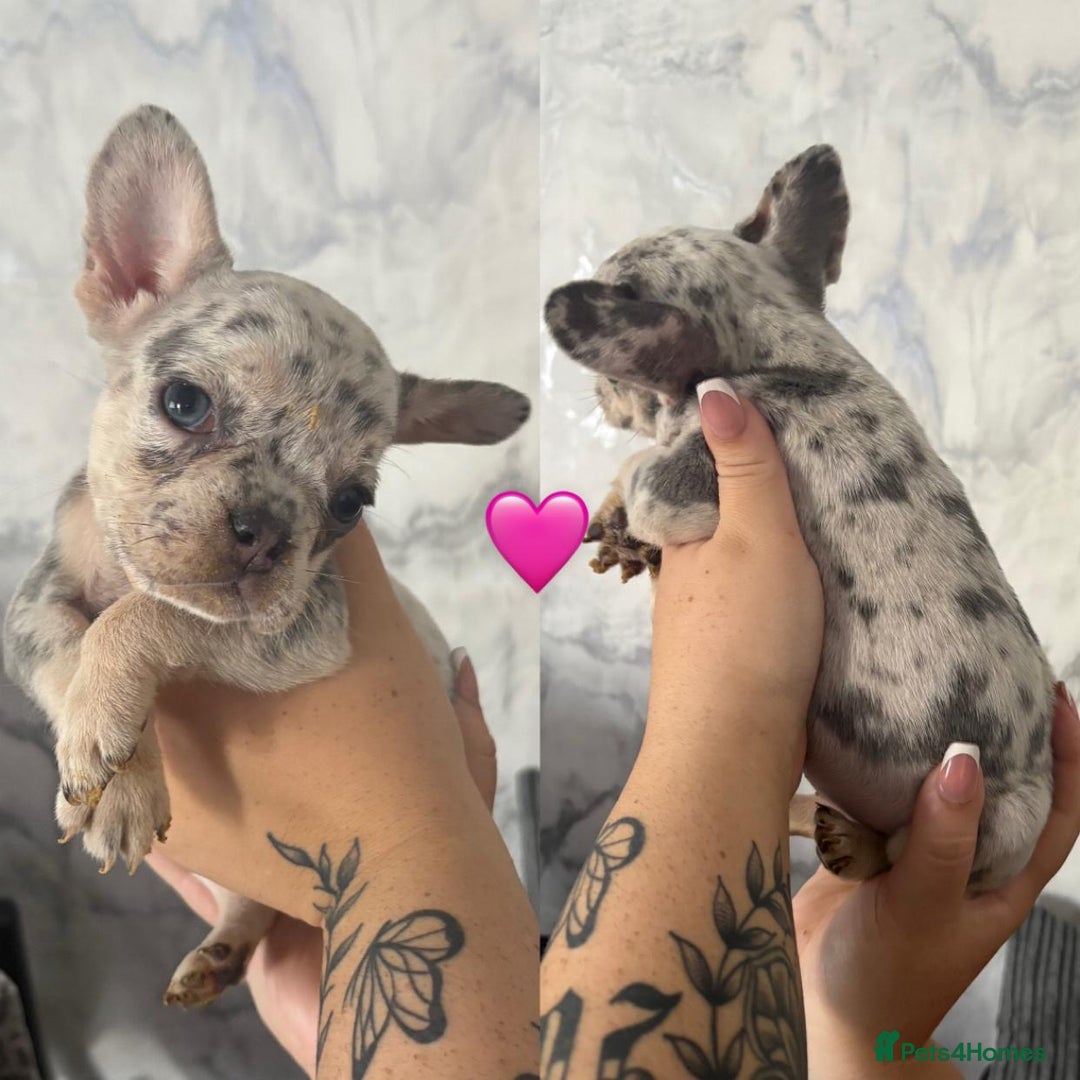 French Bulldog dogs for sale: French bulldog puppies  - Image 10