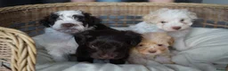 Schnoodle dogs for sale: Beautiful Schnoodle puppies  - Advert 3