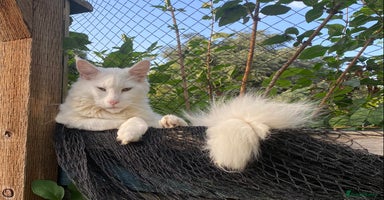 Maine Coon cats - Advert 10