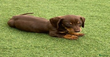 Dachshund dogs - Advert 4