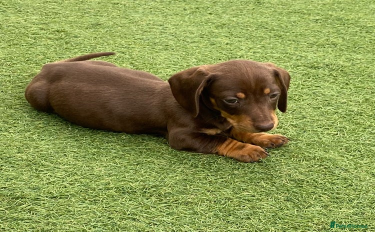 Dachshund dogs - Advert 10