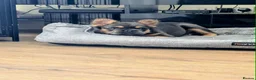 French Bulldog dogs for sale: Fluffy French Bulldog Puppies  - Advert 4