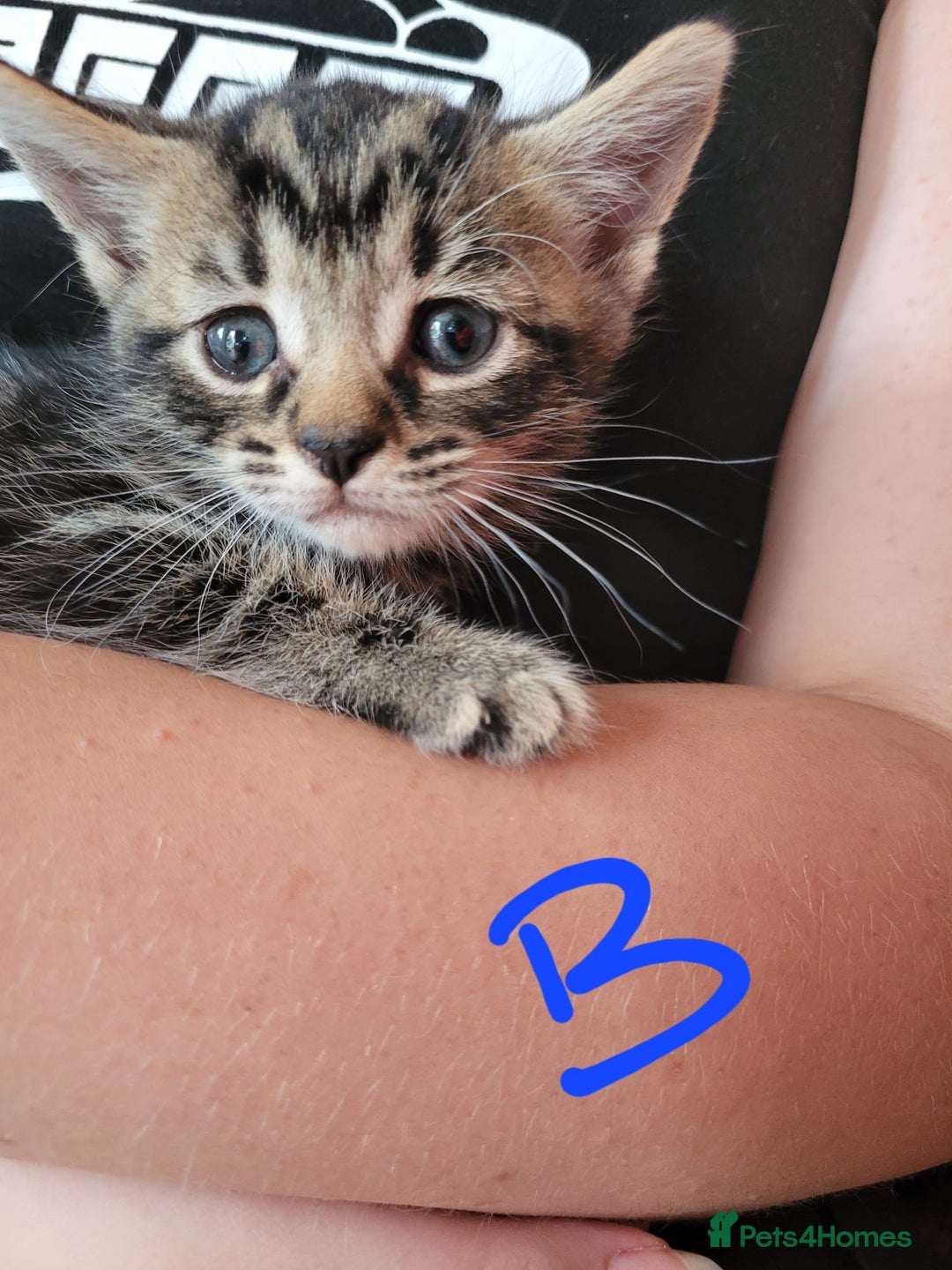British Shorthair cats for sale: Gorgeous Short Haired Tabby Kittens  Well-Handled  - Image 5
