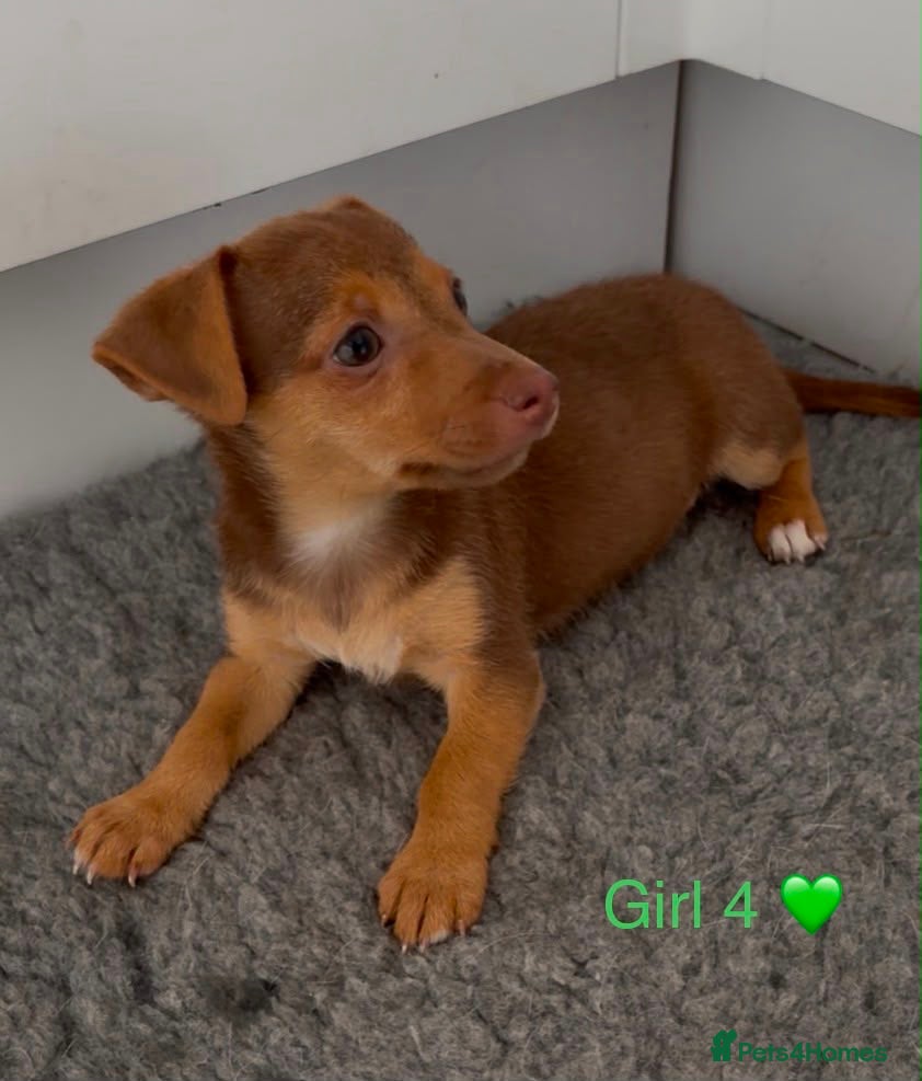 Jack Russell dogs Jack Russell Puppies - 4 Girls 🩷 - Advert 1
