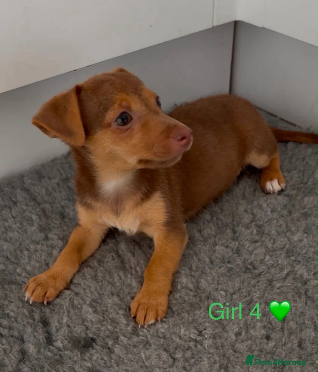Jack Russell dogs for sale: 2 Girls Left 🩷 Jack Russell Puppies  🩷 - Advert 1