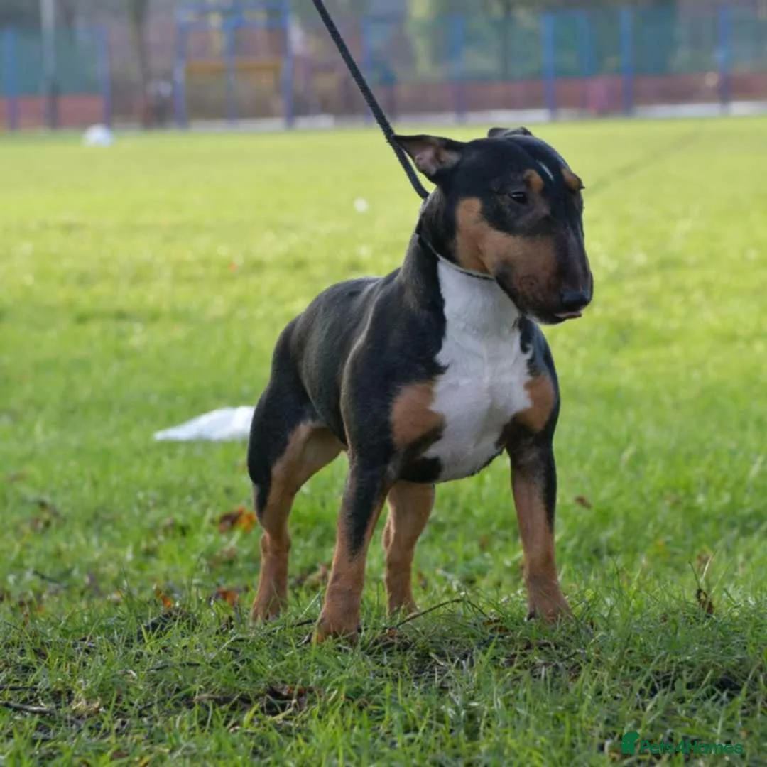 Miniature Bull terrier dogs for sale: MinatureBullTerrier Pups HealthTested TopPedigree in Preston - Advert 18