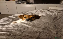 Jack Russell dogs for sale: Beautiful Jack Russell - Image 7