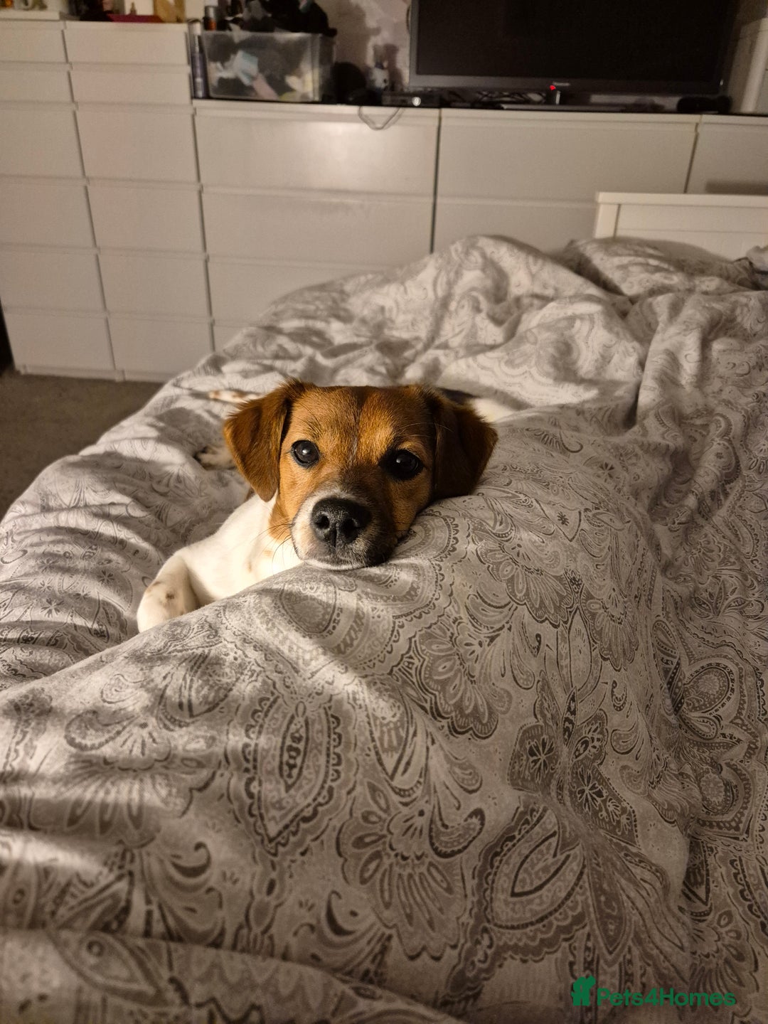 Jack Russell dogs for sale: Beautiful Jack Russell - Image 7
