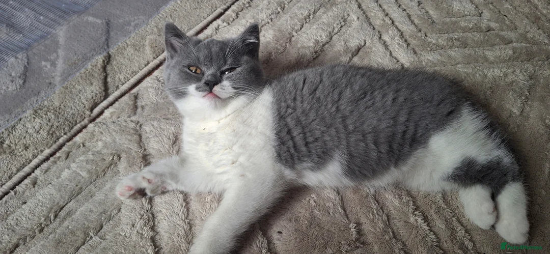 British Shorthair cats for sale: Female british shorthair kittens - Advert 2