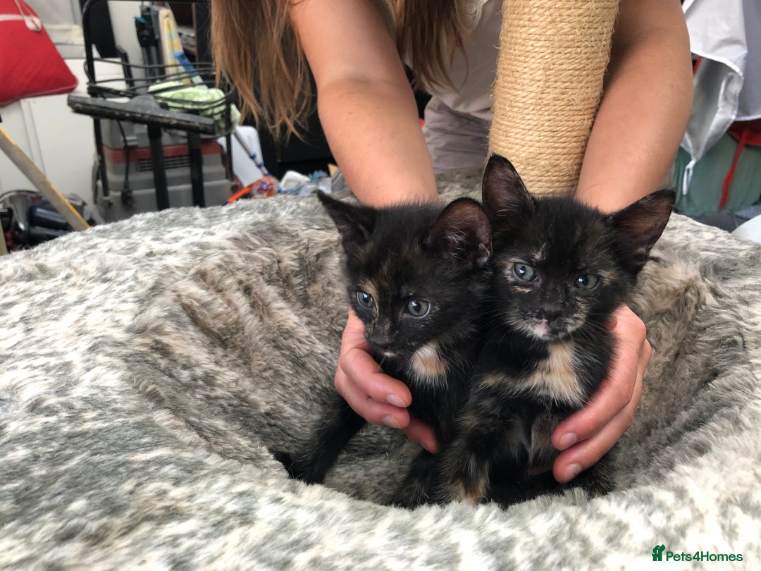 Domestic Shorthair cats for sale: LAST Gorgeous Tortoise Female Kitten! in Farnborough - Image 19