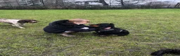 Cocker Spaniel dogs for sale: Show bred cocker spaniel - FOREVER HOME ONLY!  in Leeds - Advert 10