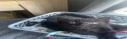 Mixed Breed cats for sale: Beautiful female kitten  - Advert 3