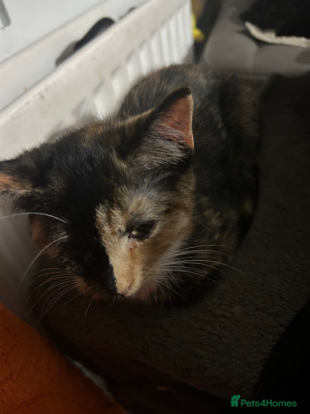 Mixed Breed cats for sale: 3 kittens for sale  - Advert 5