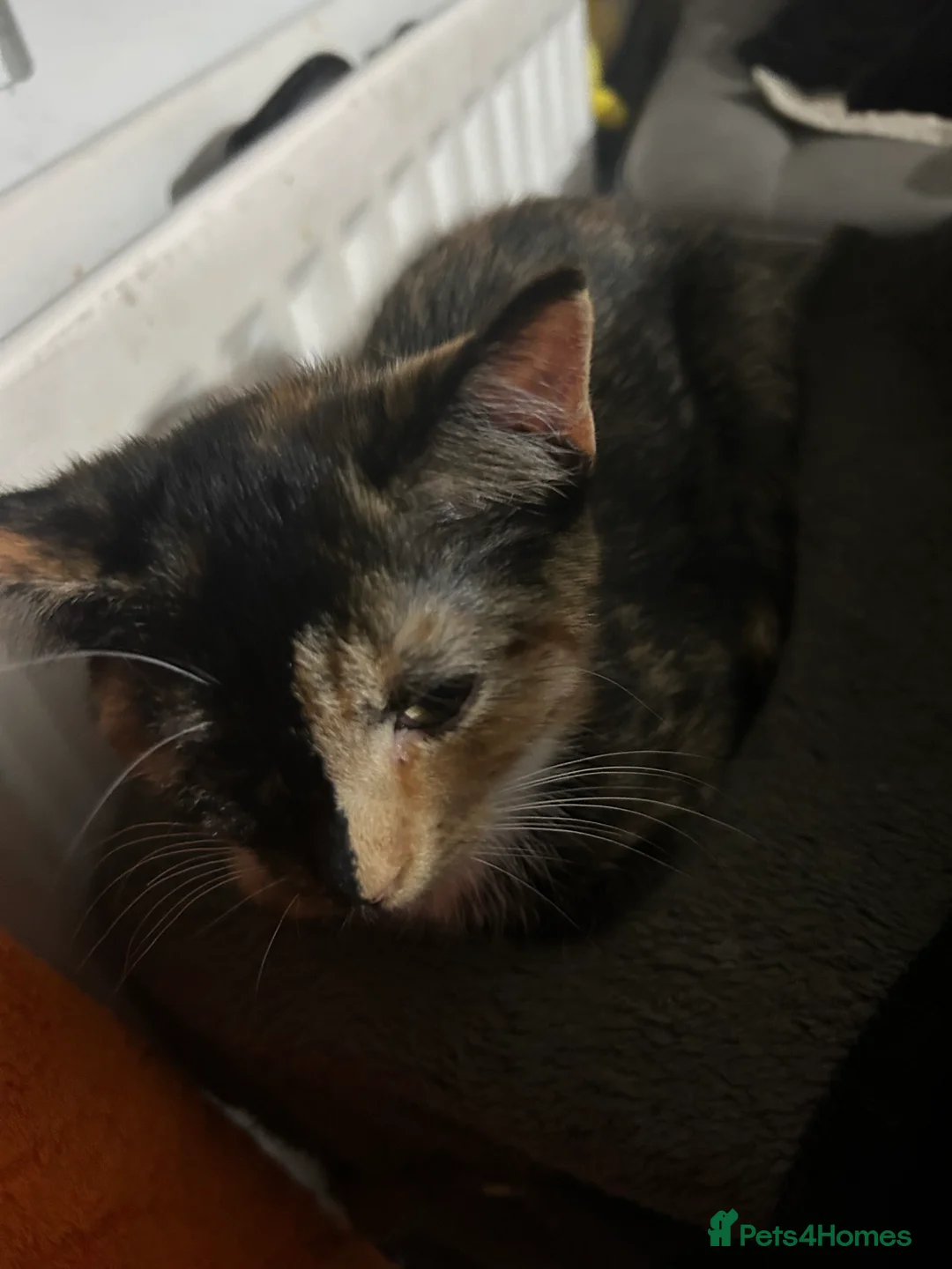 Mixed Breed cats for sale: 3 kittens for sale  - Advert 5