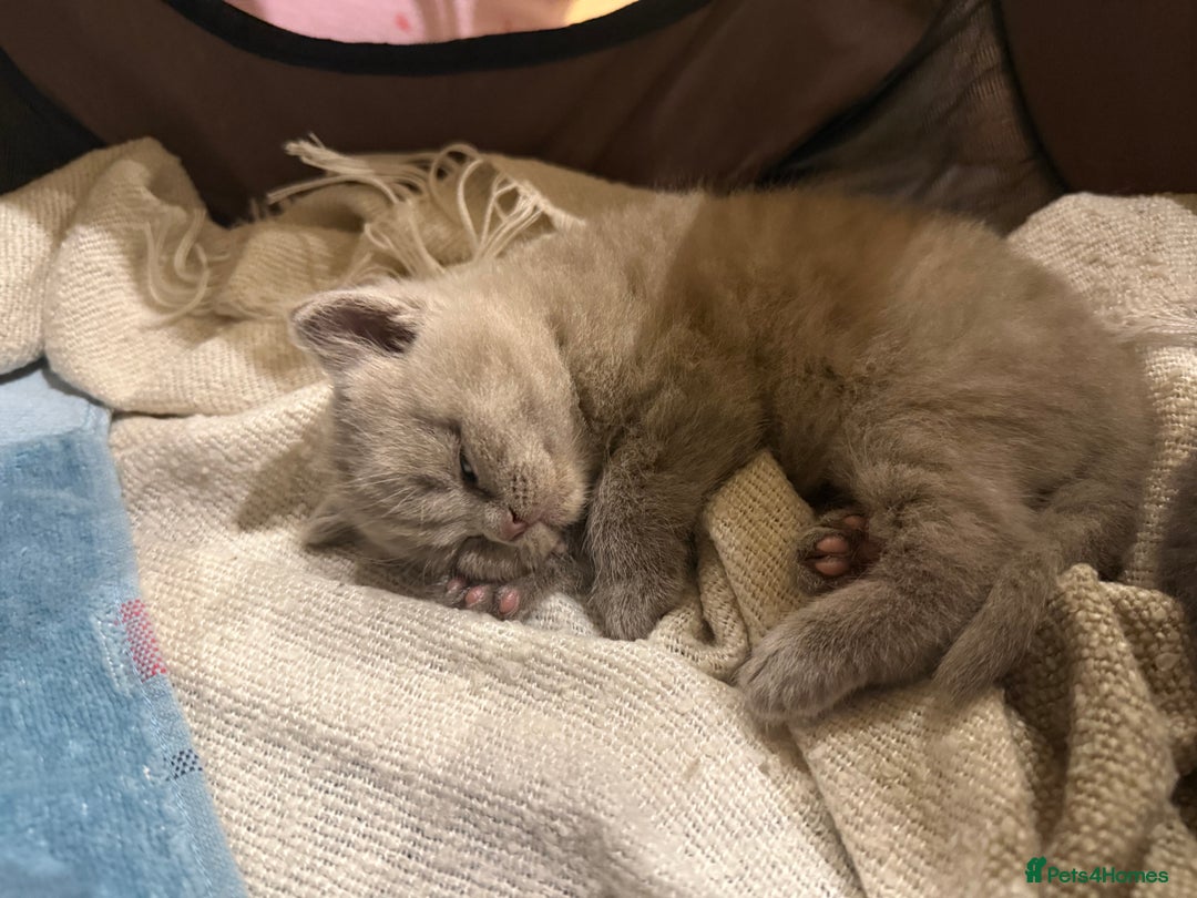 British Shorthair cats for sale: 4 beautiful British shorthair kittens - Advert 17