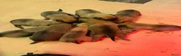 Belgian Shepherd Dog dogs for sale: Belgian Malinois puppies  in Hull - Advert 8