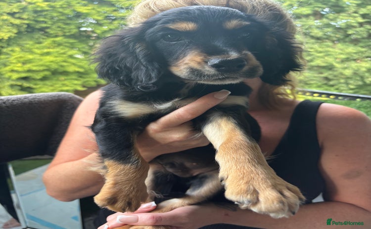 Cocker Spaniel dogs - Advert 2