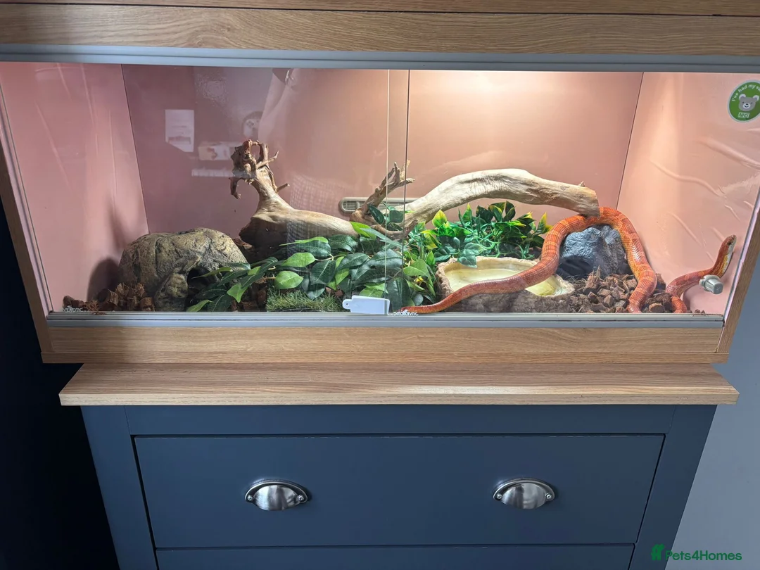 Corn Snake reptiles for sale: Corn Snake for sale - Advert 1