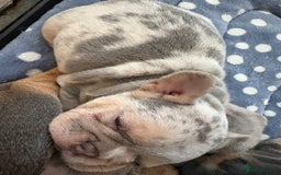French Bulldog dogs for sale: Beautiful shades of blue babies - Image 13