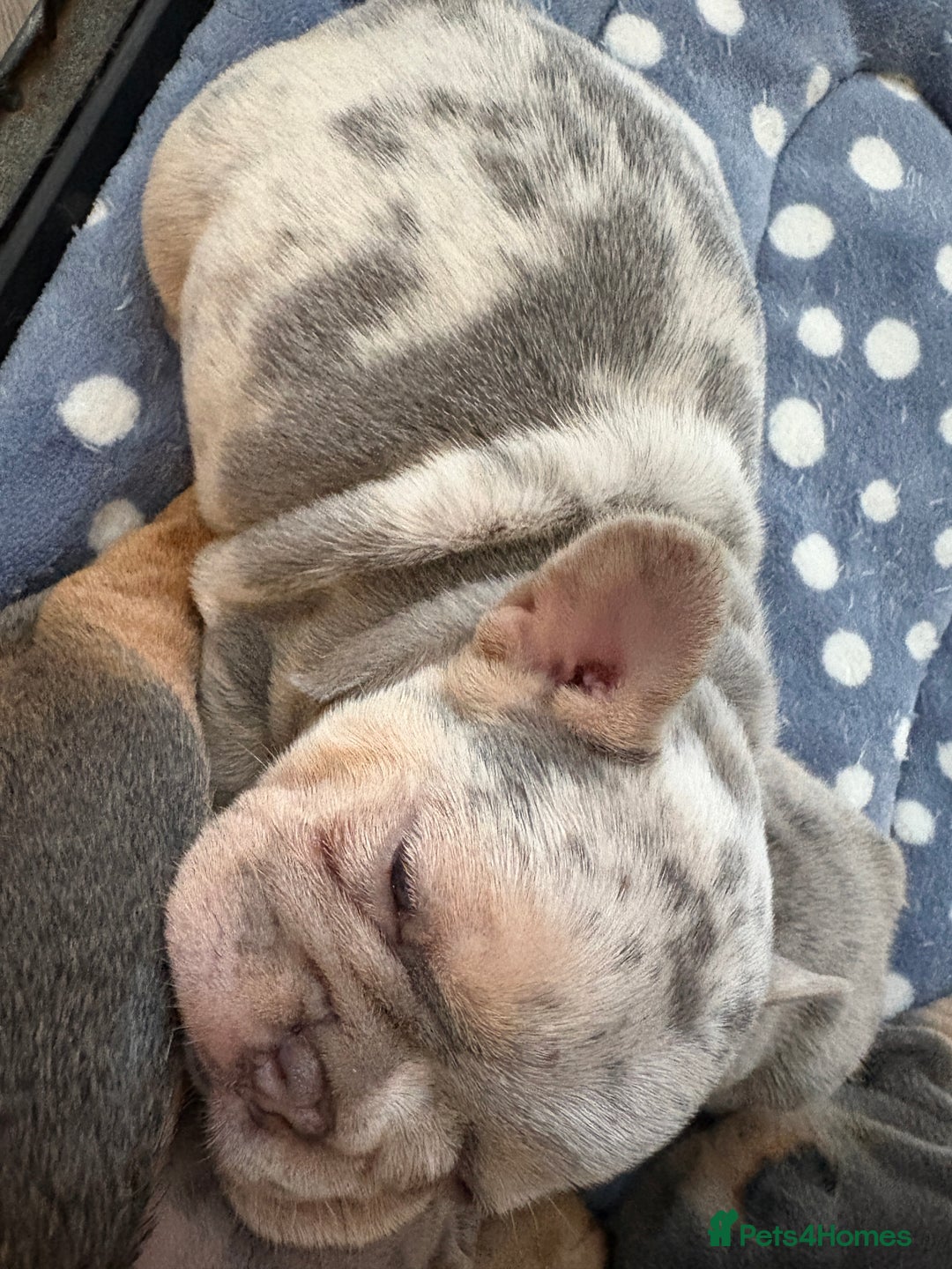 French Bulldog dogs for sale: Beautiful shades of blue babies - Image 13