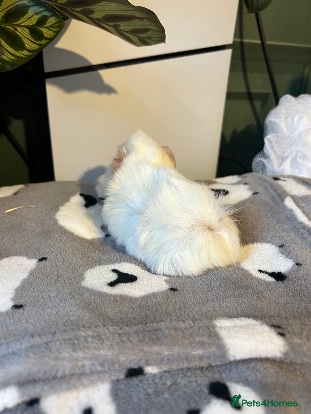 Guinea Pig rodents for sale: A pair left of male Peruvians REDUCED  - Advert 7