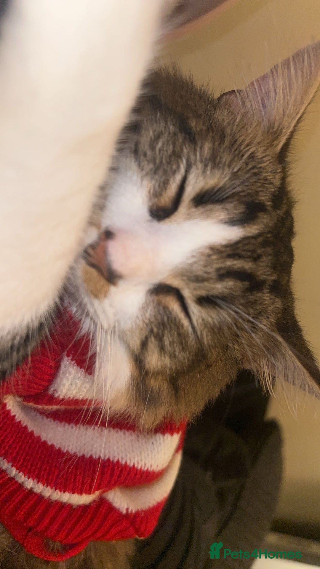 Mixed Breed cats for sale: 2 Cats for rehome. - Advert 3