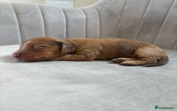Miniature Dachshund dogs for sale: Gorgeous Long &short haired mini dachshund puppies - Image 16