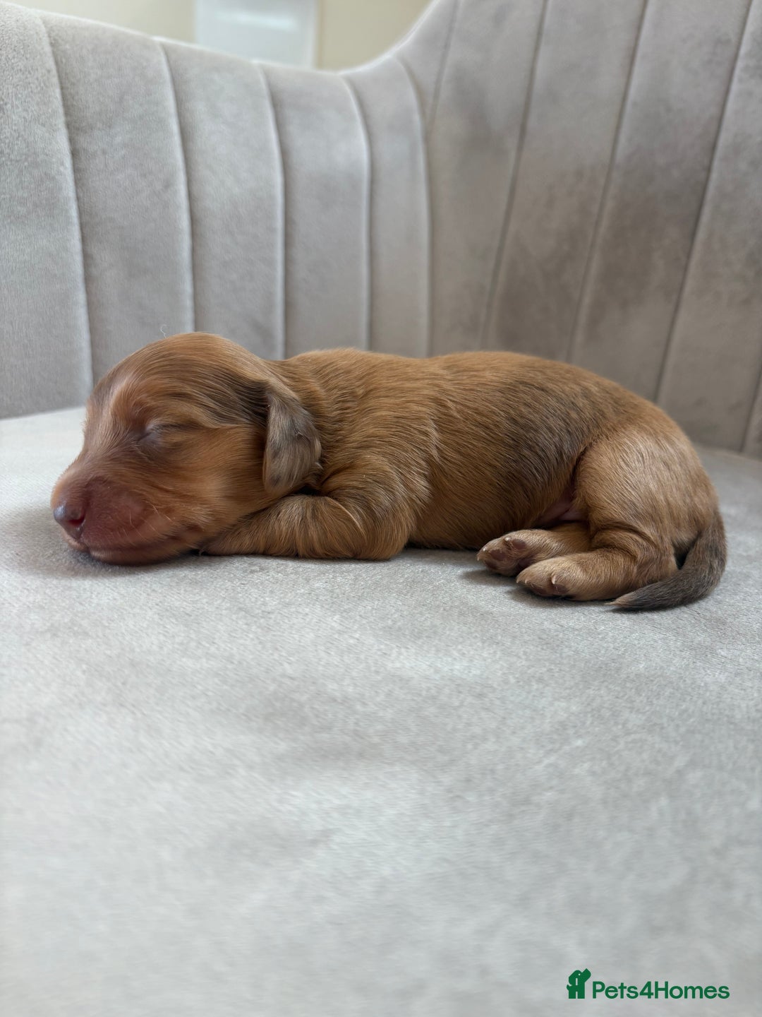 Miniature Dachshund dogs for sale: Gorgeous Long &short haired mini dachshund puppies - Image 16