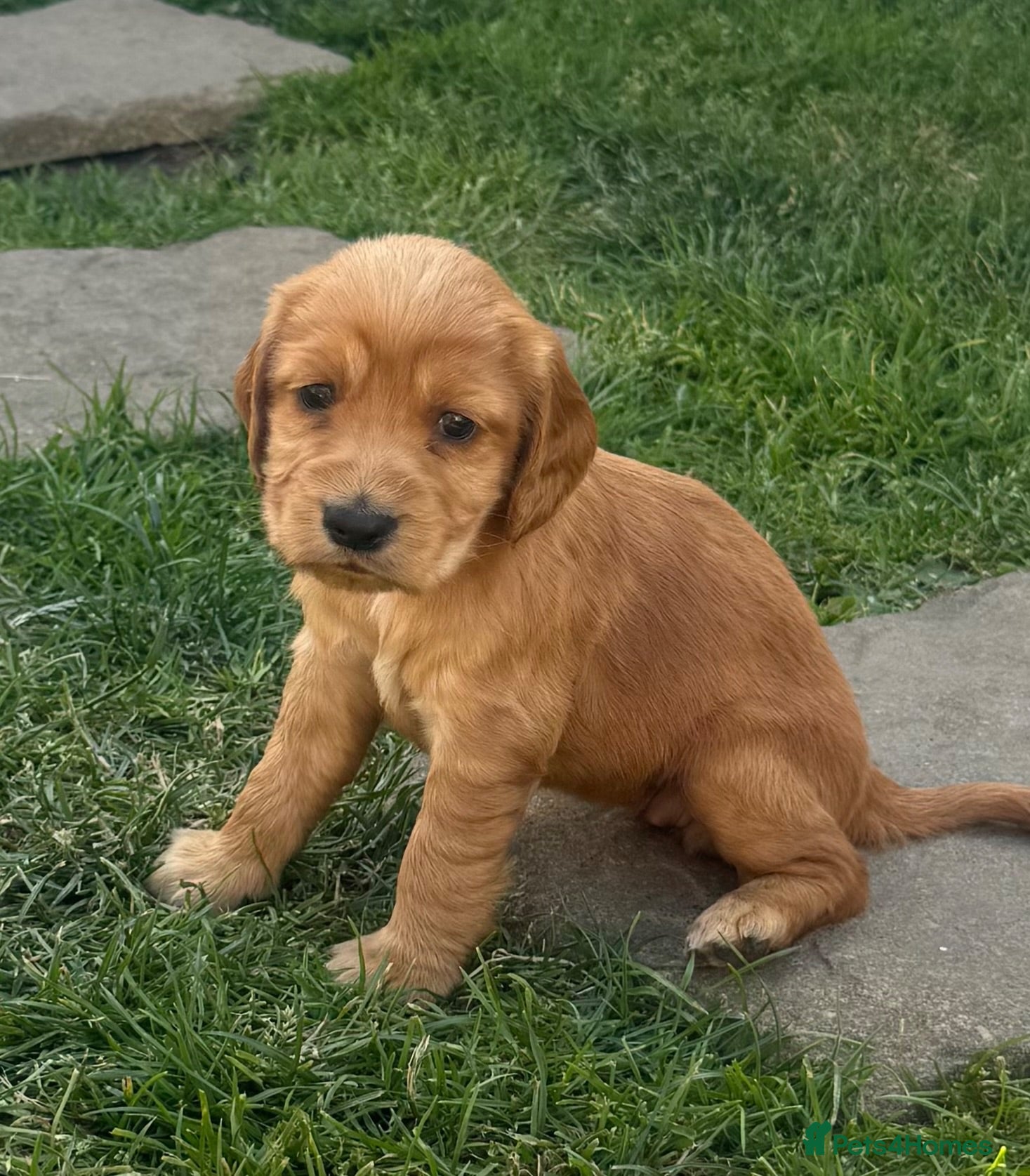 Cocker Spaniel dogs Beautiful litter of cocker spaniel puppies - Advert 2