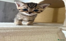 British Shorthair cats for sale: Golden british short hair kittens - Image 4