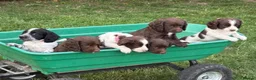 Sprocker dogs for sale: 6 sprocker  - Advert 9