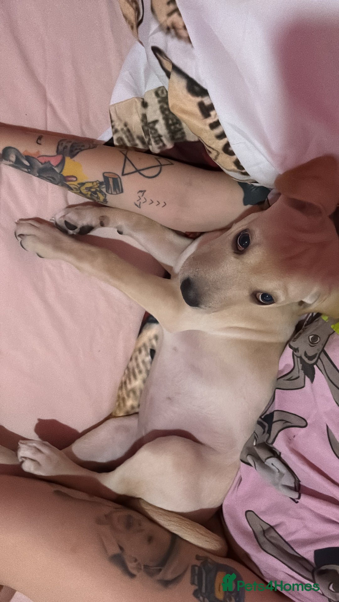 Mixed Breed dogs for sale: White lab - Image 4