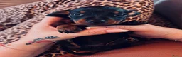 Miniature Dachshund dogs for sale: 4 Miniature Dashund Boys READY NOW in Blackburn - Advert 13