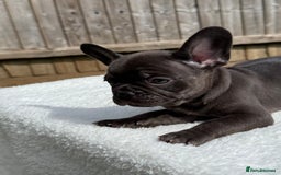French Bulldog dogs for sale: Miss White X Kastro  - Image 11